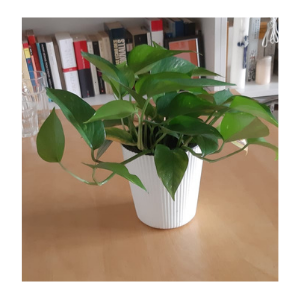 ceramicpot-with-money-plant