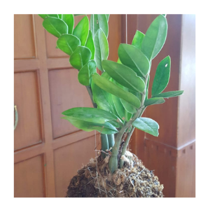 kokedama-with-zamia-plant